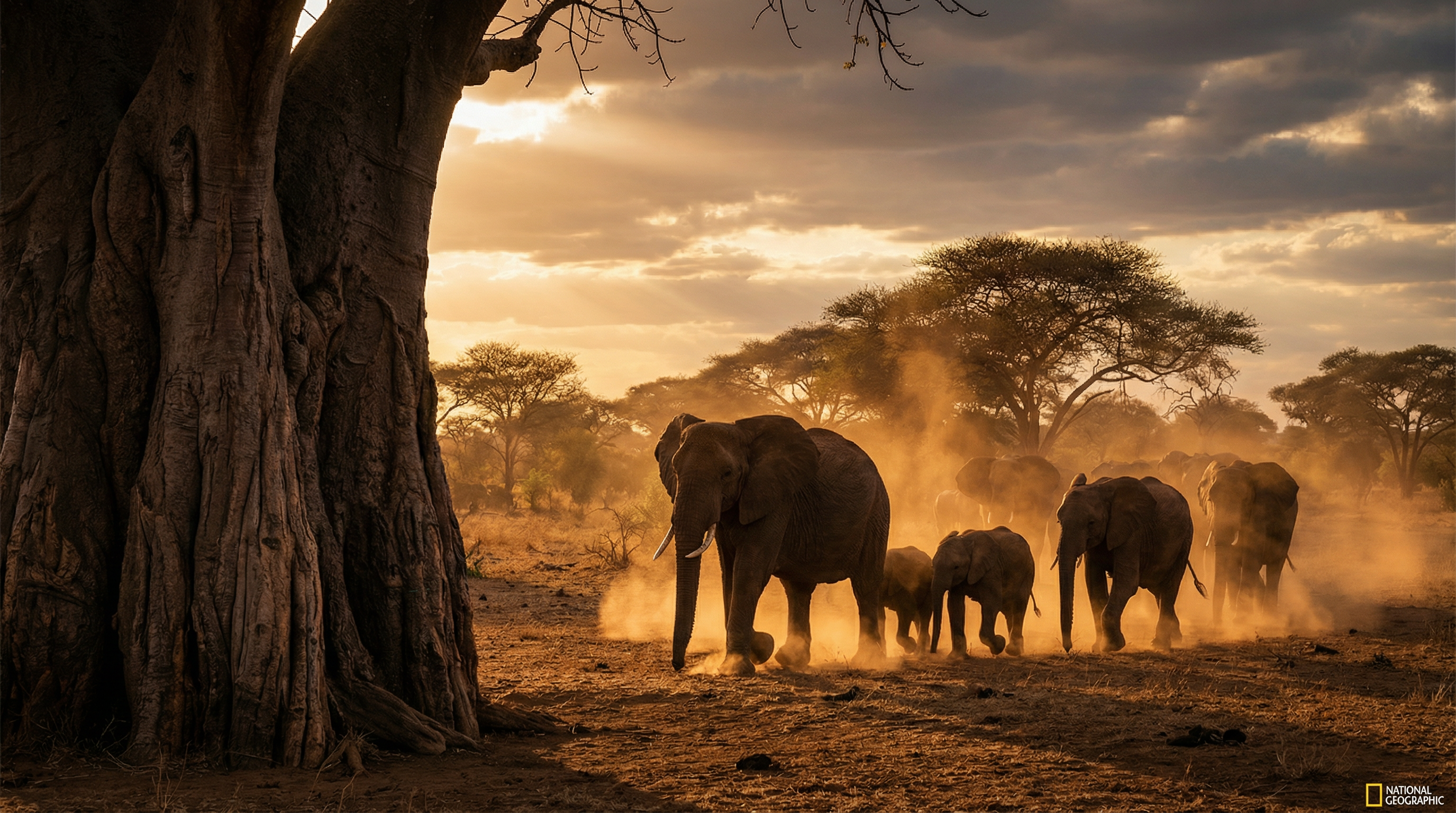 The Elephants of Tarangire